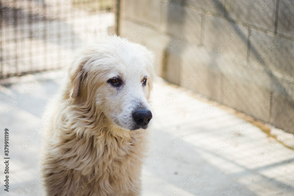 Stray old maremma sheepdog looking away with sad eye in dog pound Stray old maremma sheepdog looking away with sad eye in dog pound