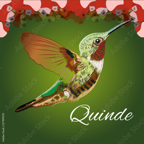 Picaflor Quinde Ecuador