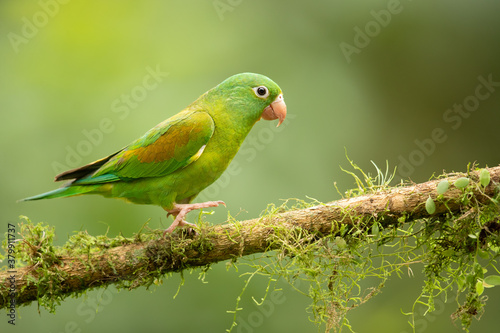 The orange-chinned parakeet (Brotogeris jugularis), also known as the Tovi parakeet, is a small mainly green parrot of the genus Brotogeris. Taken in Costa Rica © Milan
