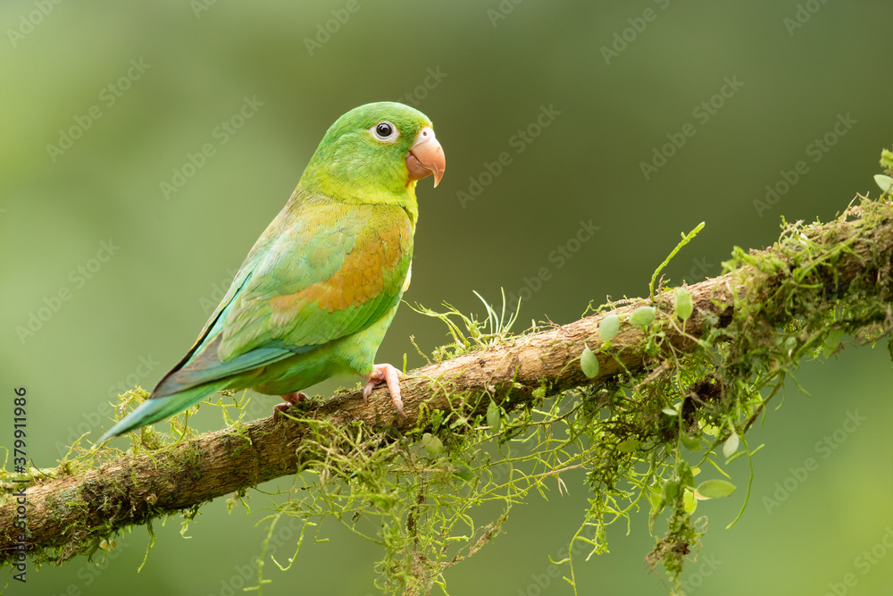 The orange-chinned parakeet (Brotogeris jugularis), also known as the Tovi parakeet, is a small mainly green parrot of the genus Brotogeris. Taken in Costa Rica