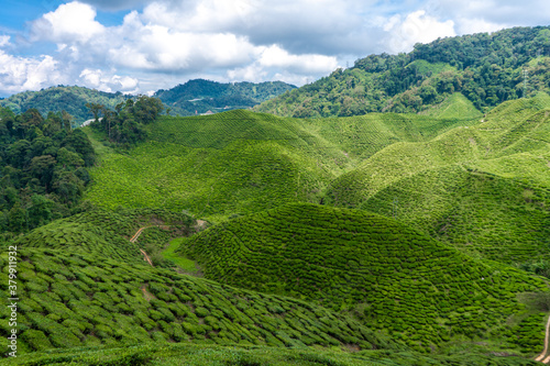 Tea plantations Cameron Valley. Green hills in the highlands of Malaysia. Tea production. Green bushes of young tea.