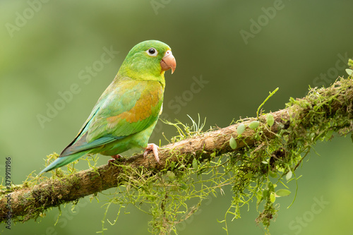The orange-chinned parakeet (Brotogeris jugularis), also known as the Tovi parakeet, is a small mainly green parrot of the genus Brotogeris. Taken in Costa Rica