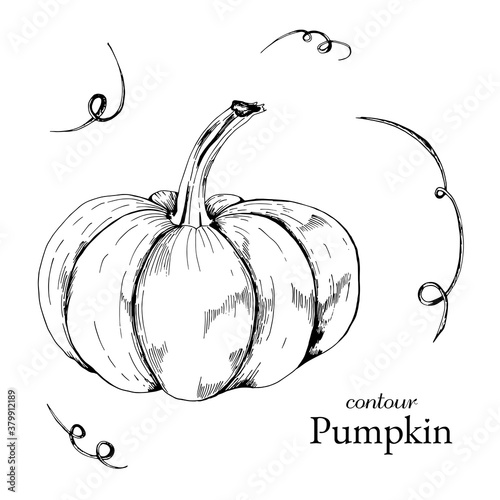 Graphic sketch autumn pumpkin and curl twigs