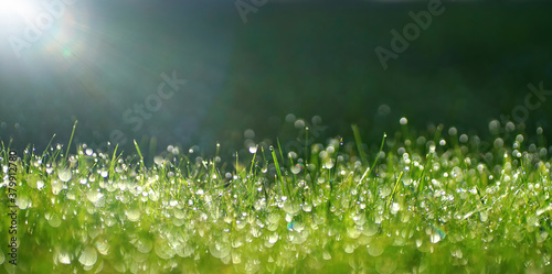 Green border of grass. Many dew drops glow and sparkle in sun in morning fresh wet grass in nature. Beautiful bokeh circles. © Laura Pashkevich