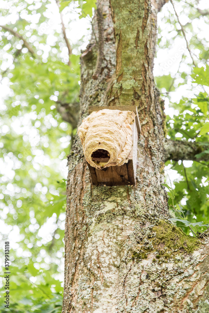 hornets' nest build around birds nestbox hornets' nest build around birds nestbox