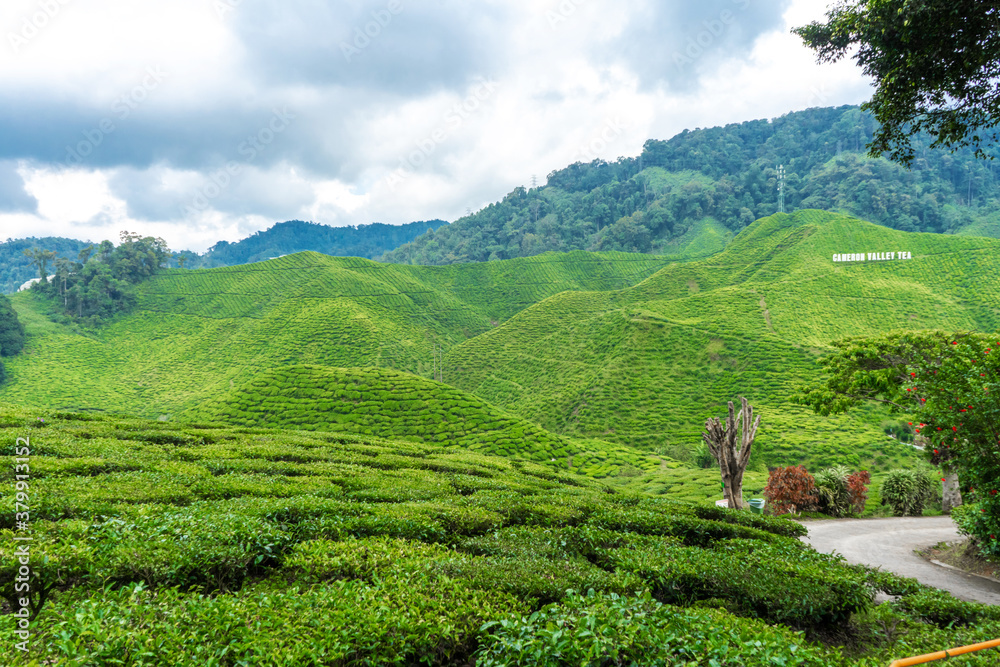 Tea plantations Cameron Valley. Green hills in the highlands of Malaysia. Tea production. Green bushes of young tea.