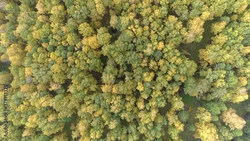 Top view on autumn forest photo