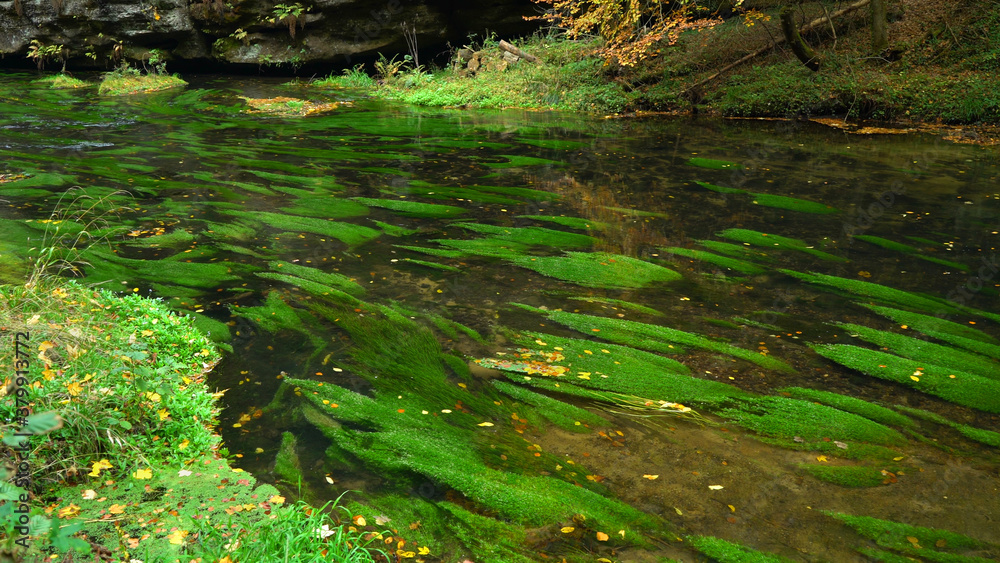 Riverbed with green algae in water, Czech Switzerland, Bohemian Switzerland National Park Czechia 