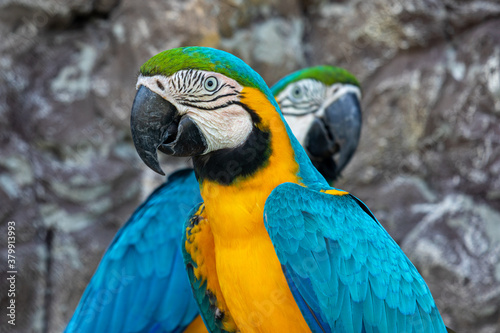 Blue and yellow macaw ara. Ara Ararauna. Exotic colorful African macaw parrot.