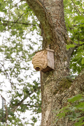 hornets' nest build around birds nestbox