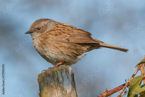 Dunnock on post