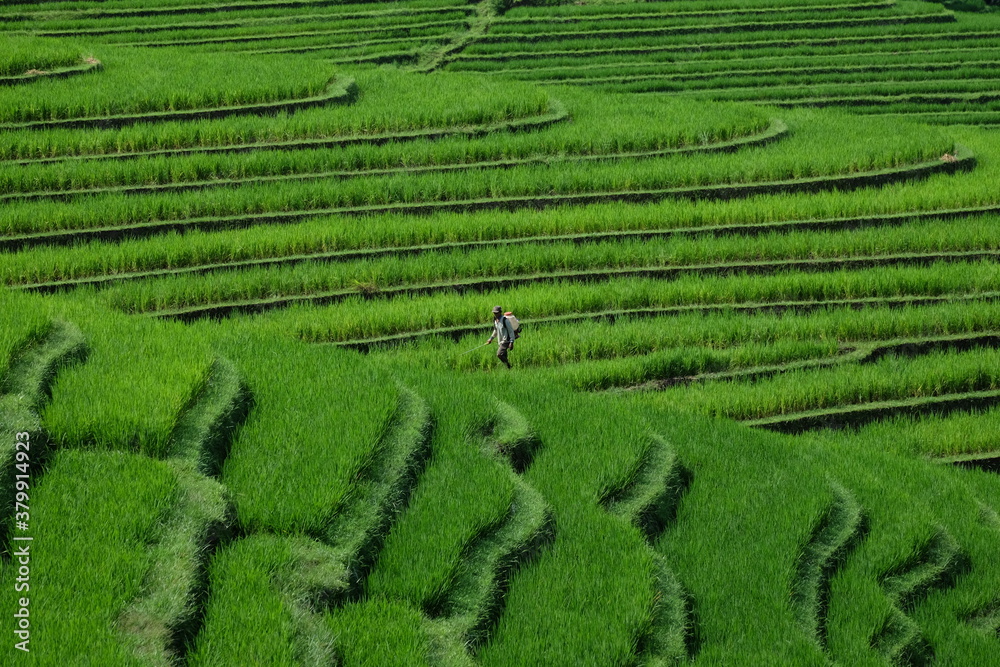 rice terraces