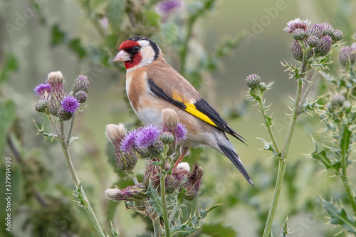 Fototapet Goldfinch in thistle