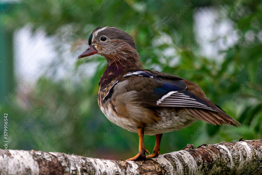 Fototapeta premium Mandarin duck on a branch. Mandarin duck male close up portrait. Color outdoor wildlife portrait.