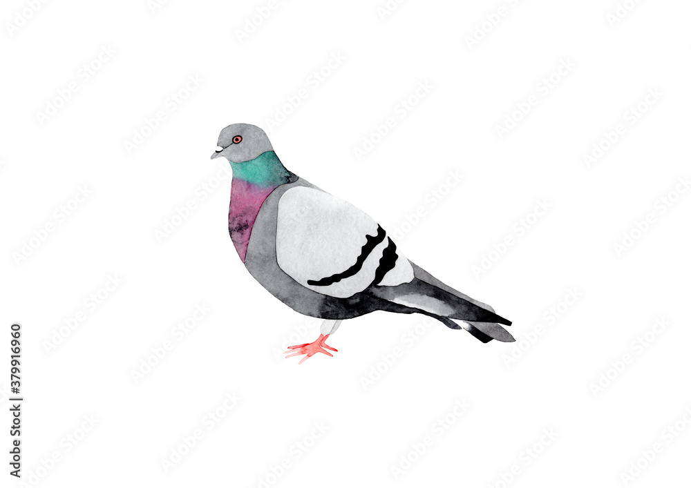 Hand drawn watercolor illustration of a rock pigeon bird. Isolated on white background. Hand drawn watercolor illustration of a rock pigeon bird. Isolated on white background.