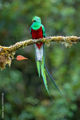 Canvastavla The resplendent quetzal (Pharomachrus mocinno) is a bird in the trogon family