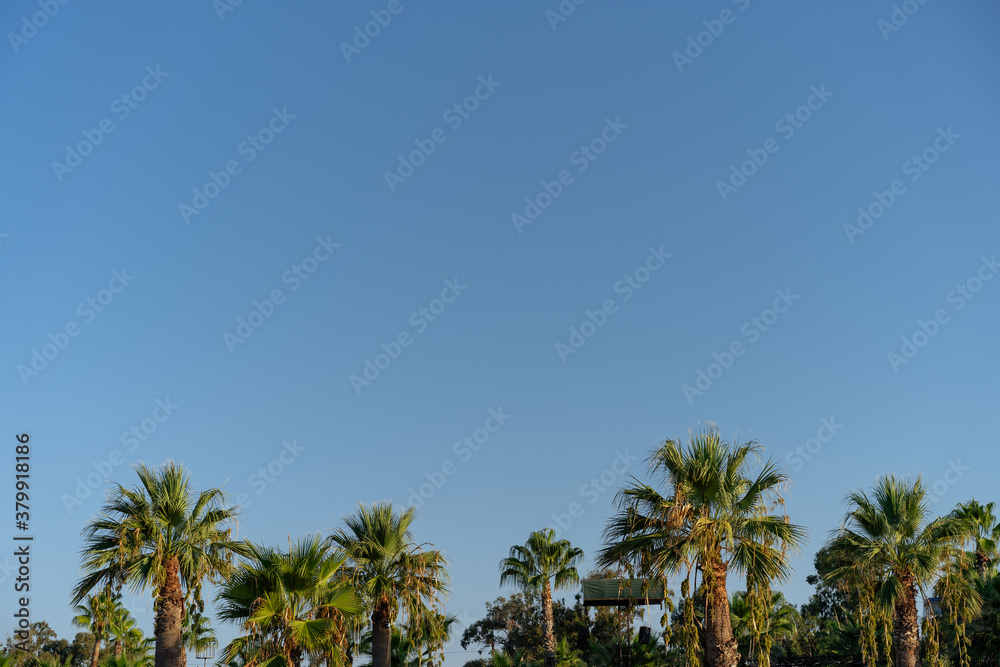 Naklejka premium Palm trees at dawn background