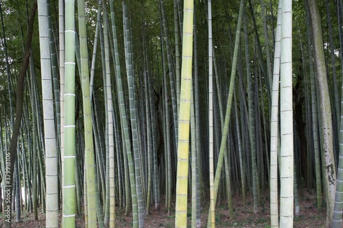 Fototapeta Naklejka Na Ścianę i Meble -  Green bamboo forest in Gifu.