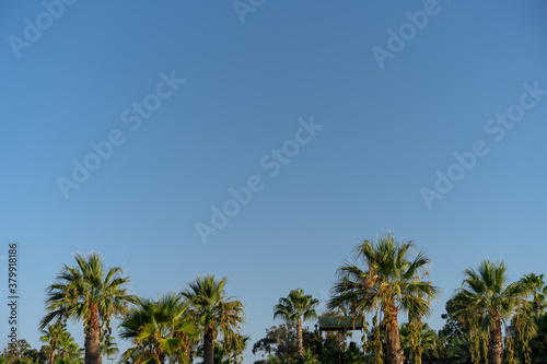 Palm trees at dawn background