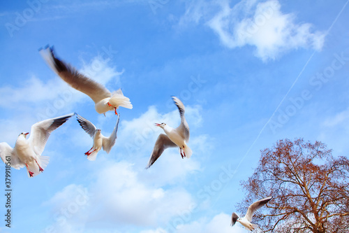 Seagulls dancing in the blue sky 