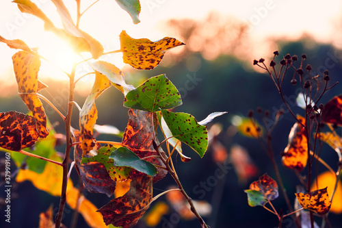closeup of colorful autumn leaves at sunset, bright sunlight and forest backdrop, beautiful wild nature, landscape with dark trees