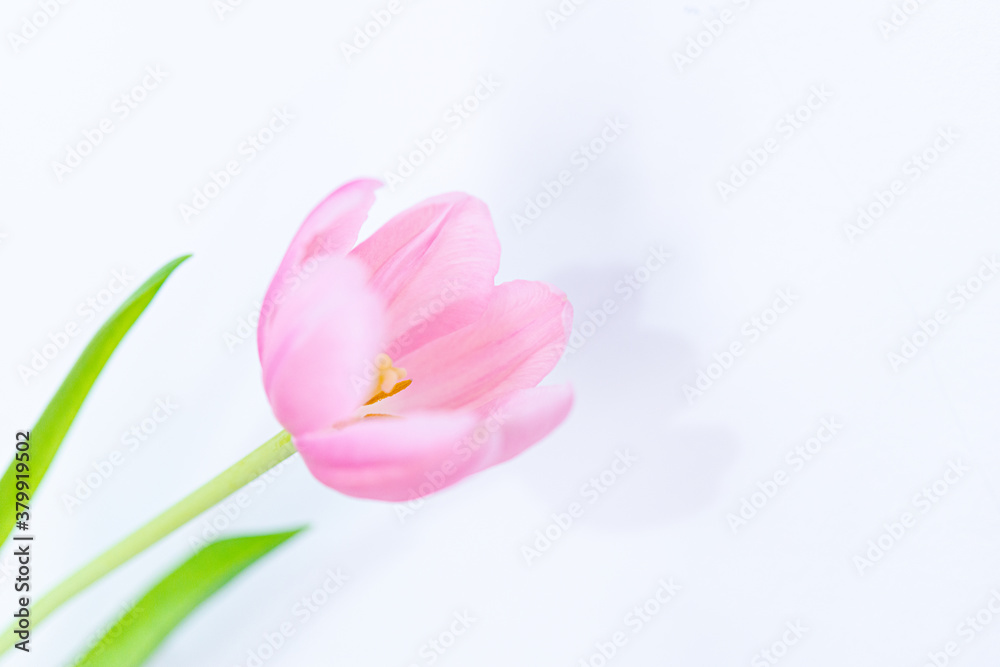 Detail of tulip petals on white background. Selective focus.