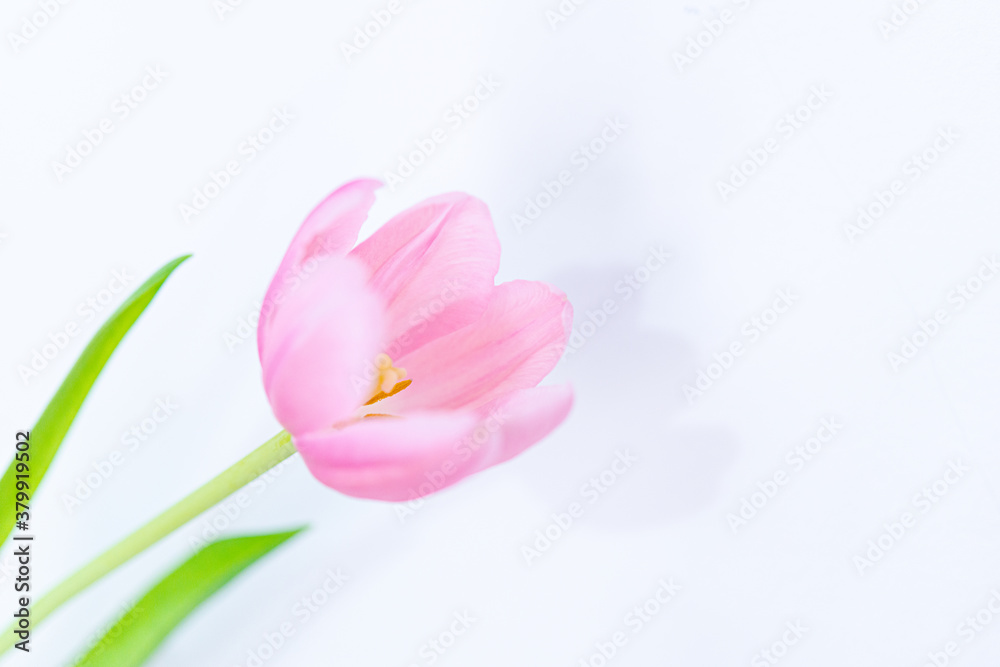 Detail of tulip petals on white background. Selective focus. Detail of tulip petals on white background. Selective focus.