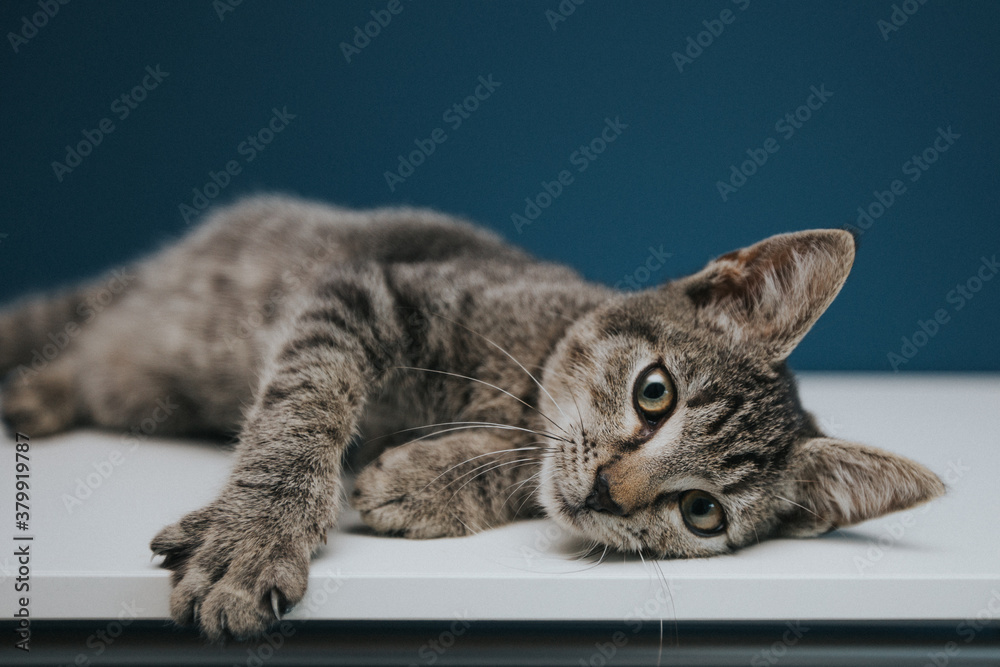 Naklejka premium Funny and beautiful tabby grey cat posing against blue background. 