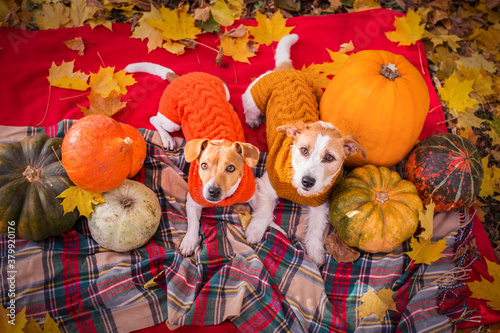 pumpkin jack russell