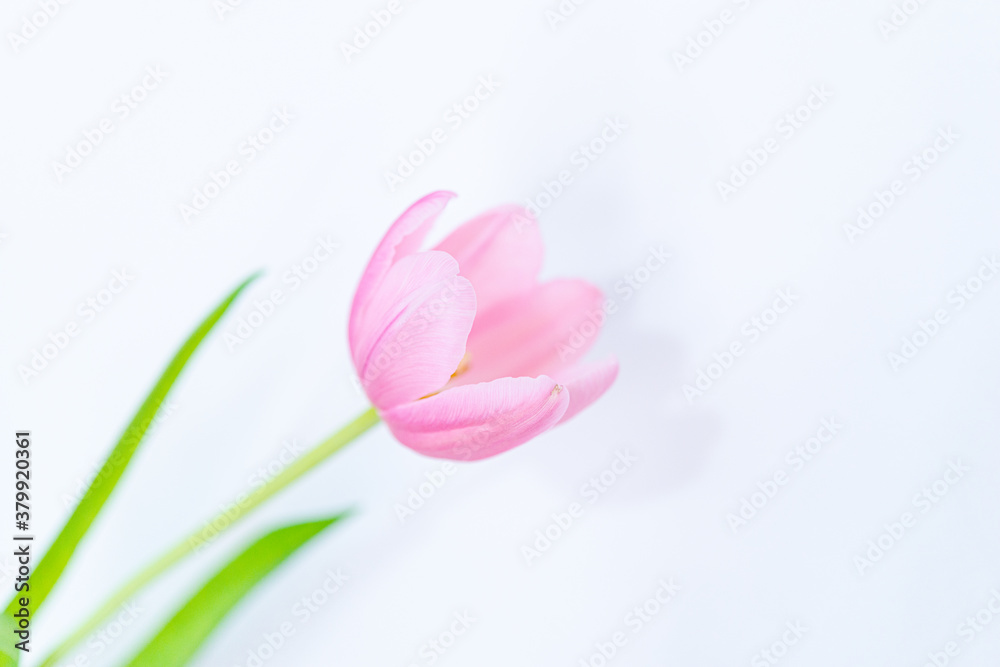 Detail of tulip petals on white background. Selective focus. Detail of tulip petals on white background. Selective focus.