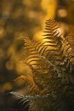 Close-up of fern leaves during golden hour. Orange tones, beautiful backlighting with bokeh bubbles and shallow depth of field