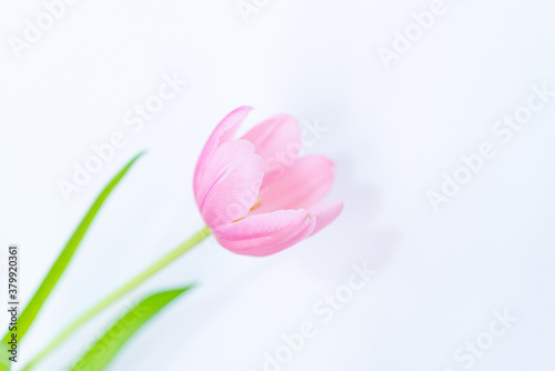 Detail of tulip petals on white background. Selective focus.