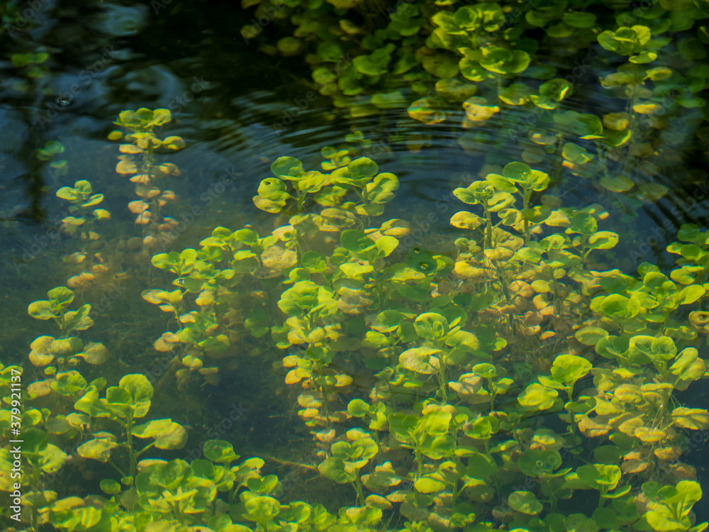 Pflanzen unter Wasser in einem Bach