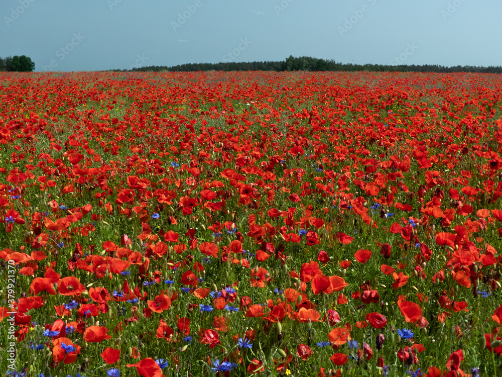 Obraz premium field with blooming poppies