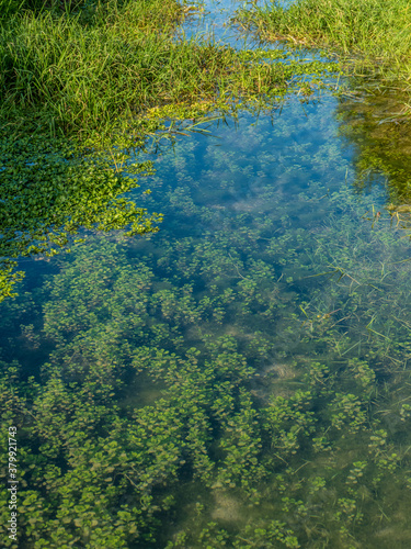 Pflanzen unter Wasser in einem Bach