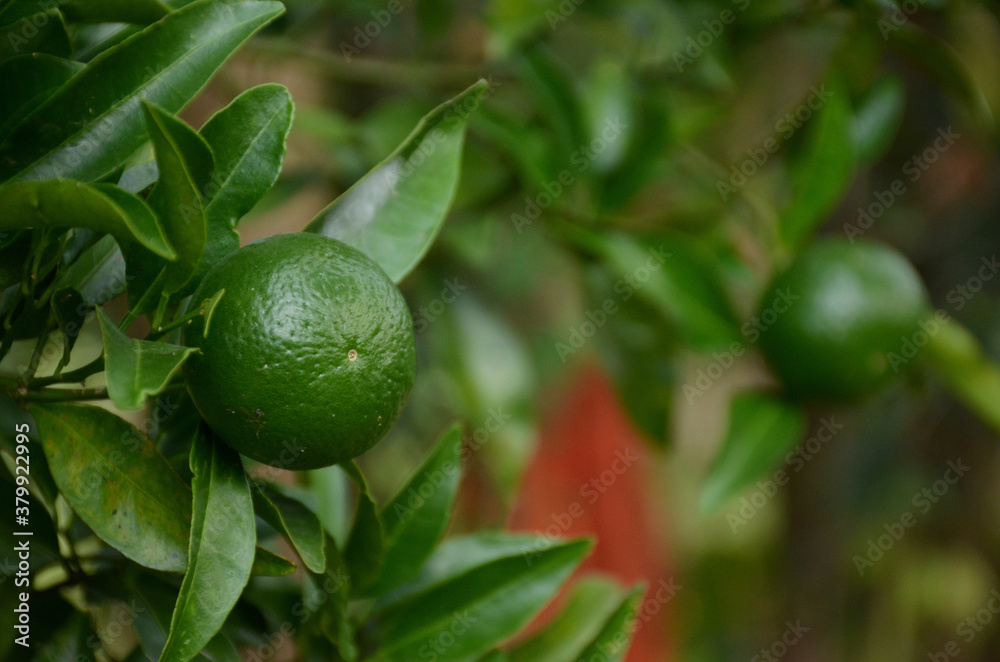 the green ripe orange with leaves and branch in the garden. the green ripe orange with leaves and branch in the garden.