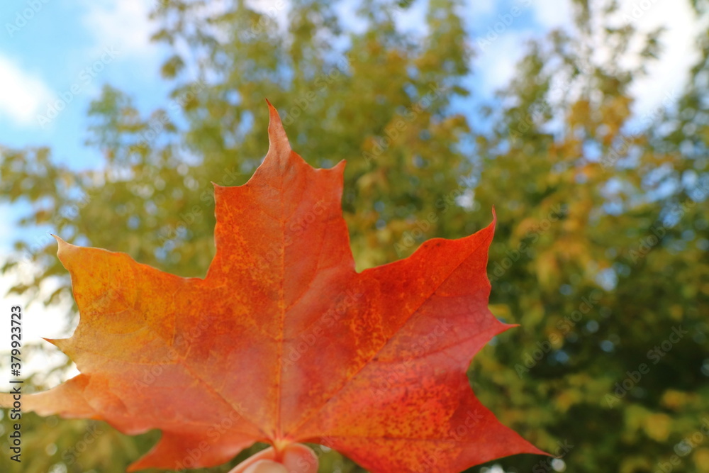Red maple leaf with blurred of colorful tree leaves and blue sky background. Nature in autumn background concept. Red maple leaf with blurred of colorful tree leaves and blue sky background. Nature in autumn background concept.