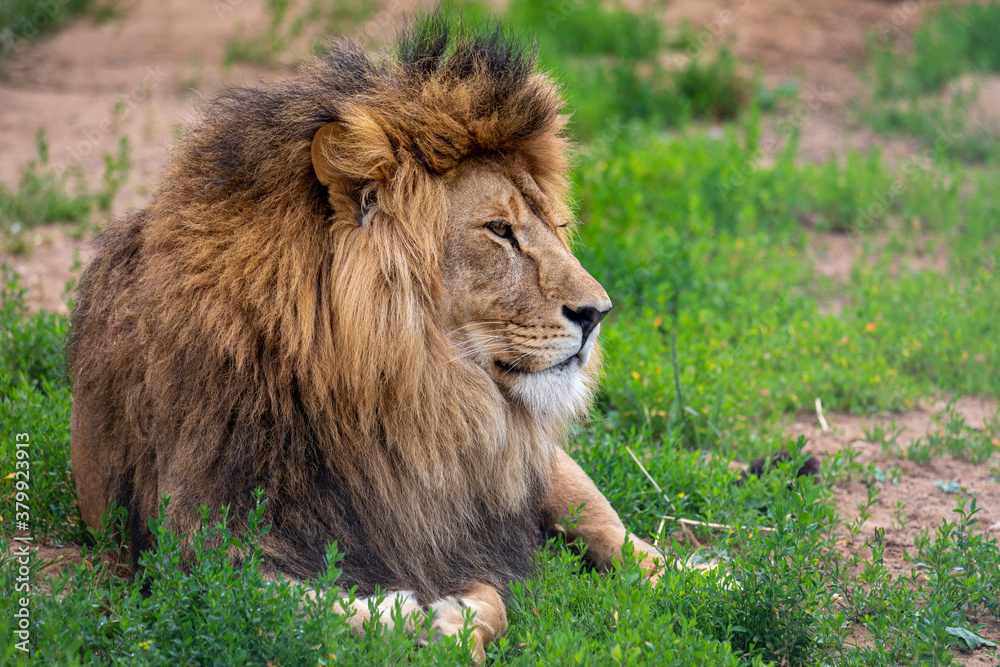 Portrait of a male lion. Closeup shot of a powerful lion laying on the ground. Portrait of a male lion. Closeup shot of a powerful lion laying on the ground.