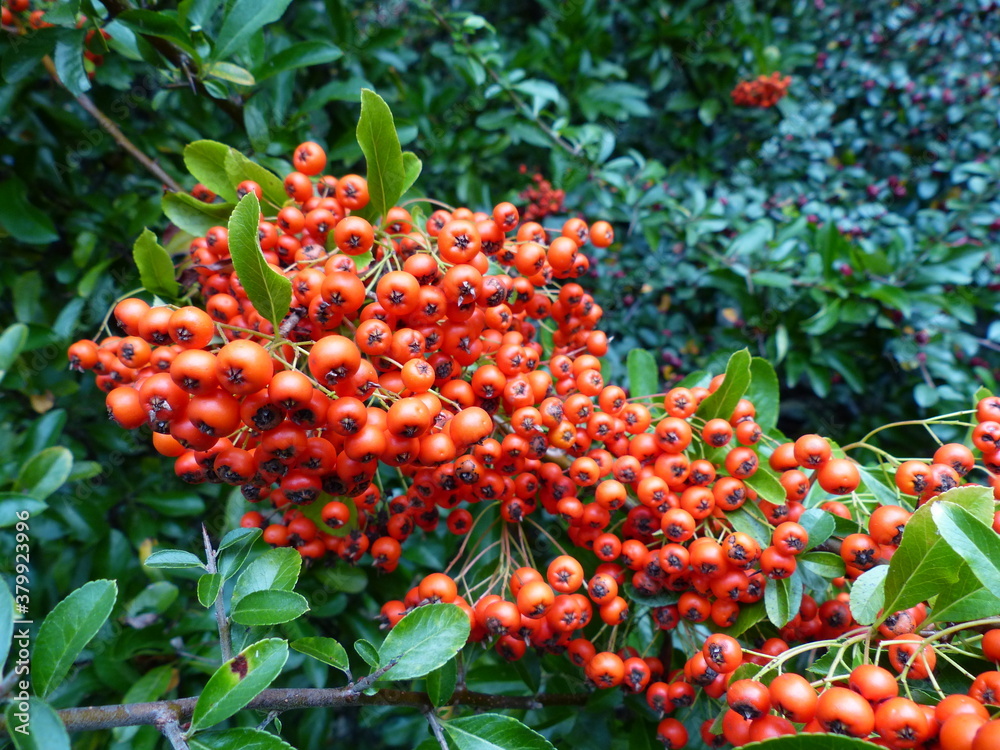 Pyracantha (red) is a genus of large, thorny evergreen shrubs in the ...