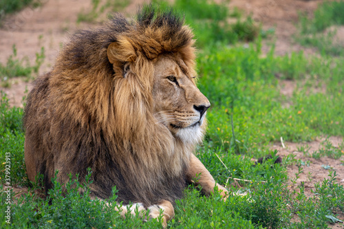 Portrait of a male lion. Closeup shot of a powerful lion laying on the ground.