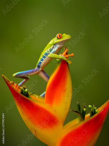 Agalychnis callidryas, known as the red-eyed treefrog, is an arboreal hylid native to Neotropical rainforests where it ranges from Mexico, through Central America, to Colombia.