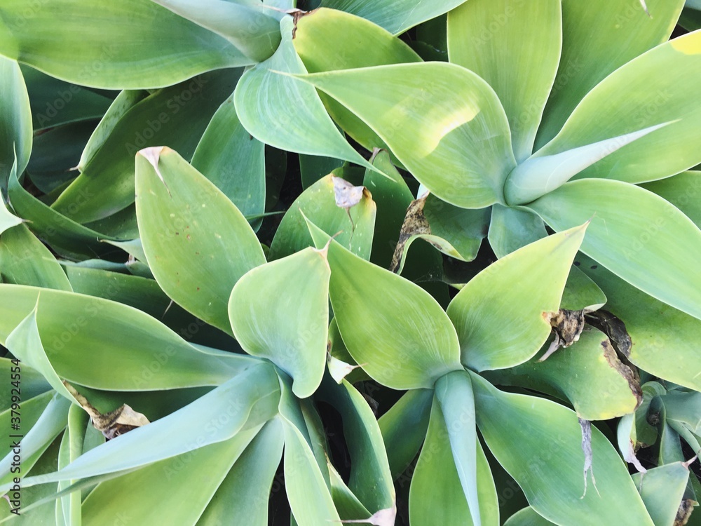 Agave Agave