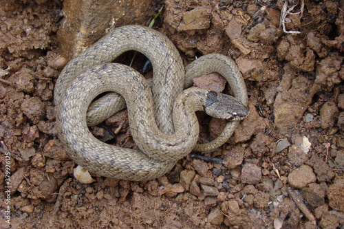 Iberian False Smooth Snake (Macroprotodon brevis)