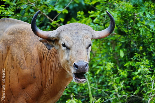 Banteng bull in the zoo of Pattaya city.