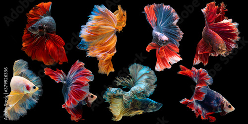 Set of beautiful eight betta fish, Collection in varies movement of multi color Siamese fighting fish, Halfmoon betta (Rosetail), Rhythmic of betta splendens isolated on black background.