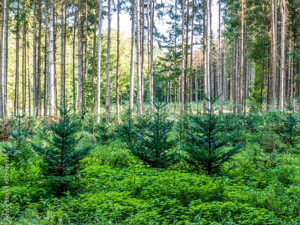 Obraz premium Wiederaufforstung im Nadelwald
