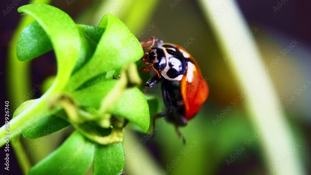 Macro view of ladybug sitting on the green leaf. Macro view of ladybug sitting on the green leaf.