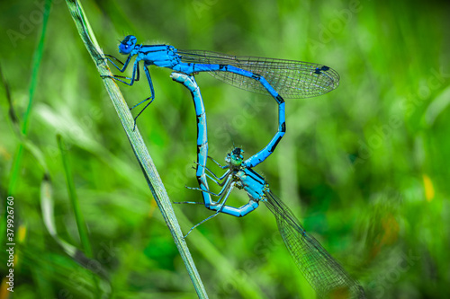 Two blue dragonflies mating on the branch. Green natural background. Macro view.