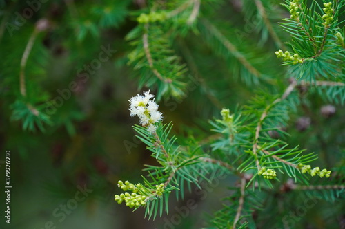 Closeup of white flowers on a coniferous plant.
