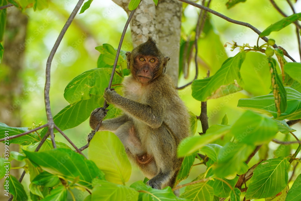 monkey is sitting in the branches of a tree. monkey is sitting in the branches of a tree.